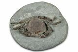 Oligocene Fossil Crab (Branchioplax) - Washington State #345498-1
